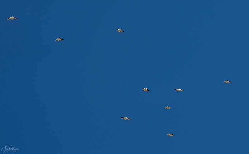White Pelicans Flying Away