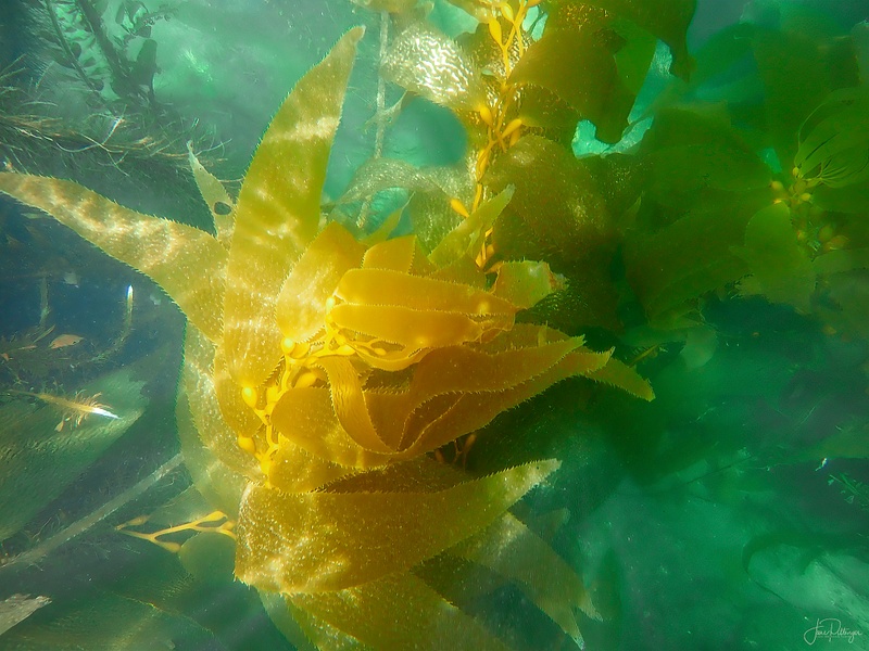 Dancing Kelp