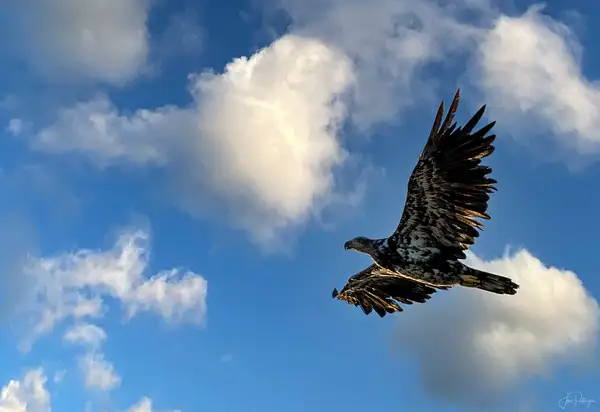Juvenile Eagle Flying in the Morning Light by jgpittenger