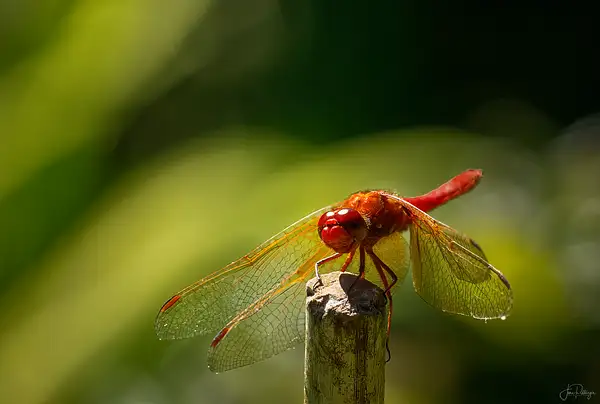 Dragonfly 2 by jgpittenger