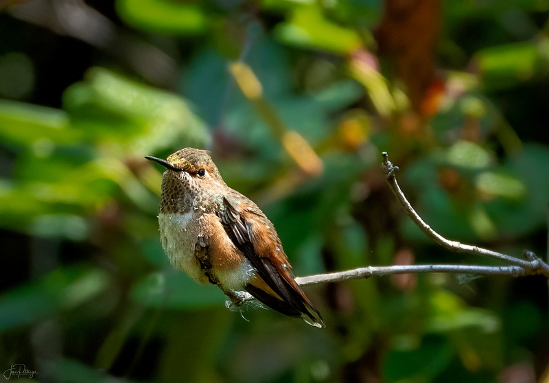 Rufous Sitting On a Branch