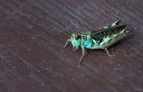 Grasshopper by jgpittenger