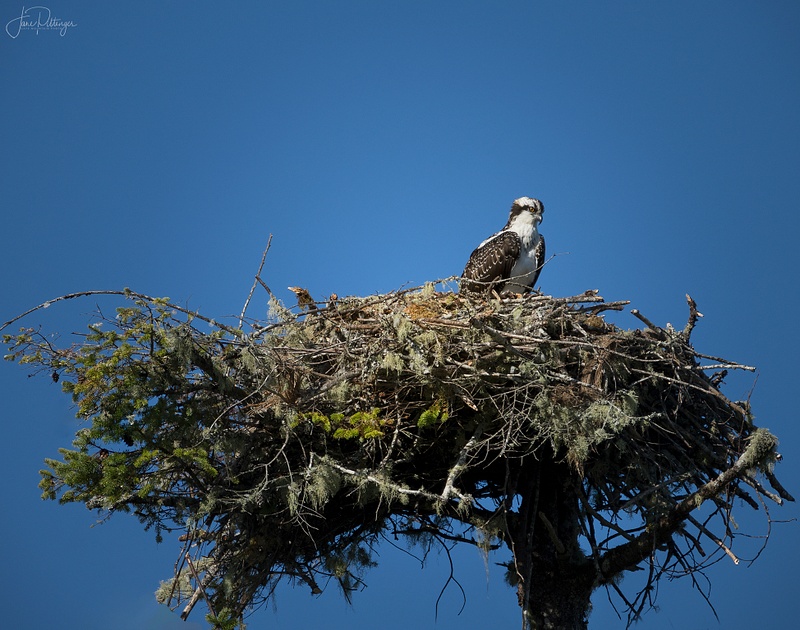 Osprey On the Nest