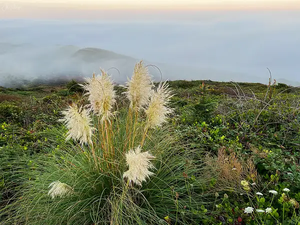 Pampas Grass by jgpittenger