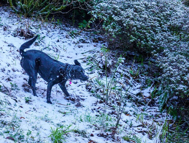 Pearl Playing In the Snow
