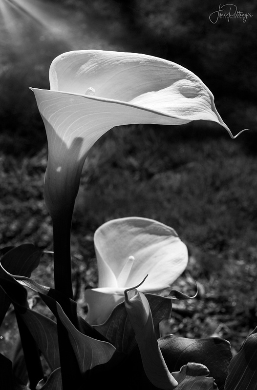 Black and White Calla Lily