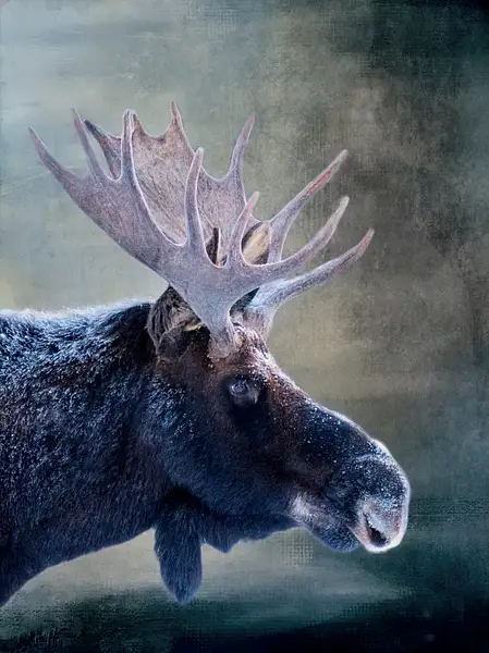Moose for Textures  2020 by jgpittenger