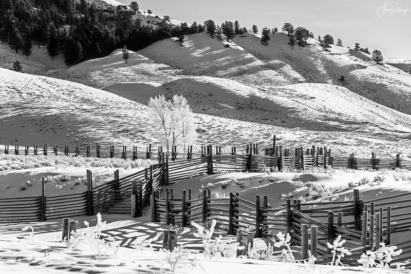 Fences and Hoar Frost At Yellowstone B and W