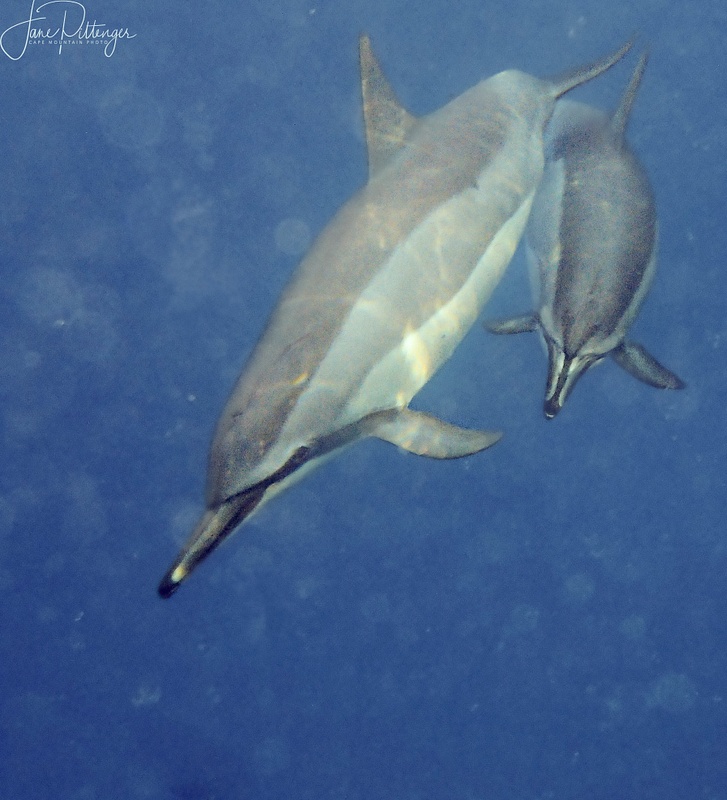 Mother_and_Baby_Dolphin