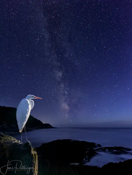 White Egret Watching the Milky Way brightened by...