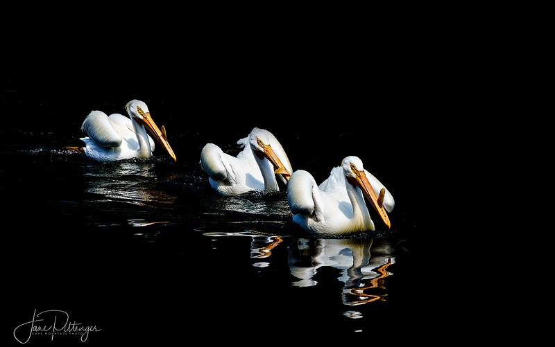 Three_White_Pelicans_Swimming_In_Breeding_Plumage