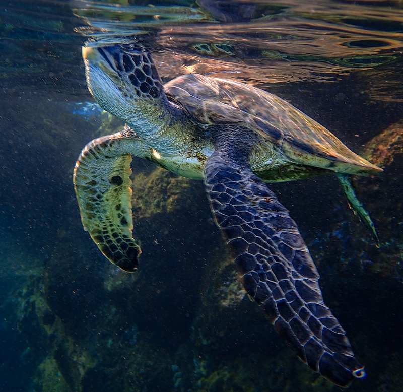 Sea Turtle Coming Up for Air