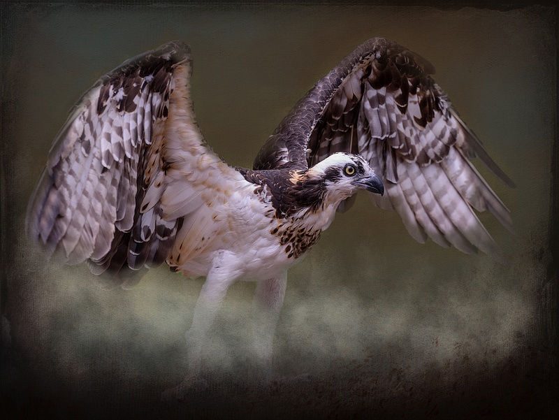 Osprey Coming Out Of the Mist copy