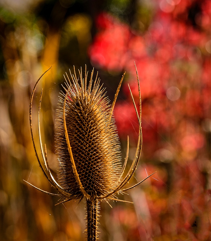 Fall Thistle