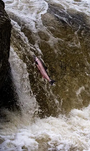 Salmon Leap 2 by jgpittenger