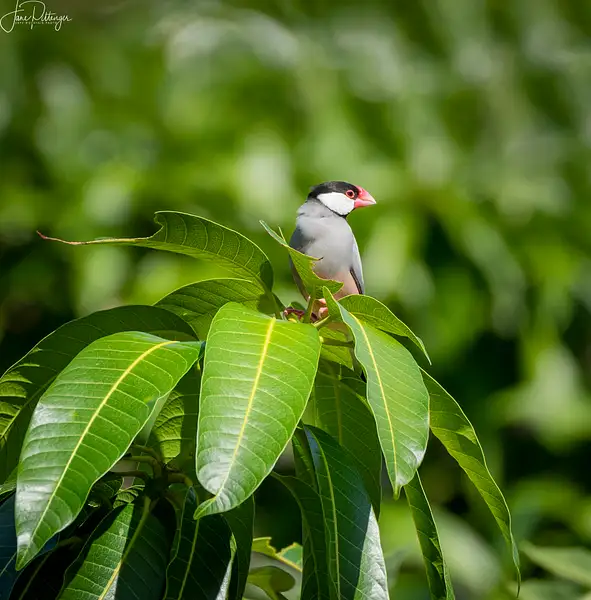 Java Sparrow by jgpittenger