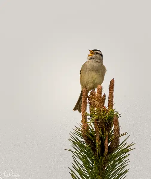 White Crowned Sparrow Singing Love Songs by jgpittenger