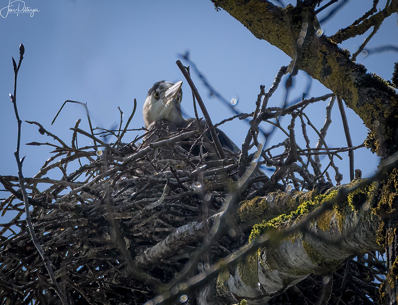 Blue Heron Peaking Out of Nest