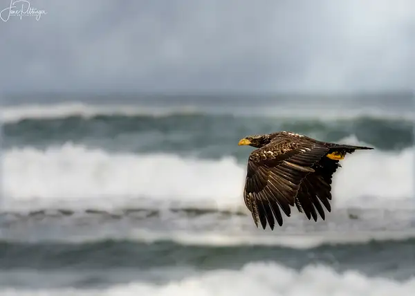 Juvenile Eagle Flying by jgpittenger