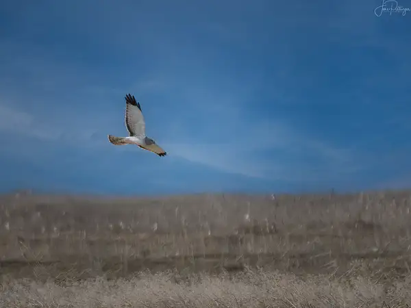 Northern Harrier On the Hunt by jgpittenger