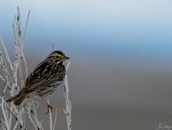 Savannah Sparrow by jgpittenger