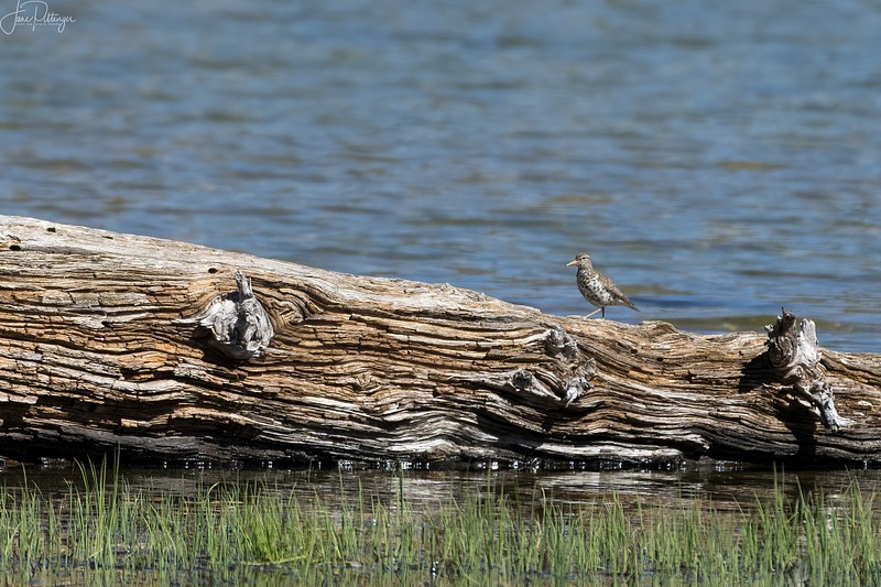 Spotted Sandpiper at Little Three Creeks Lake