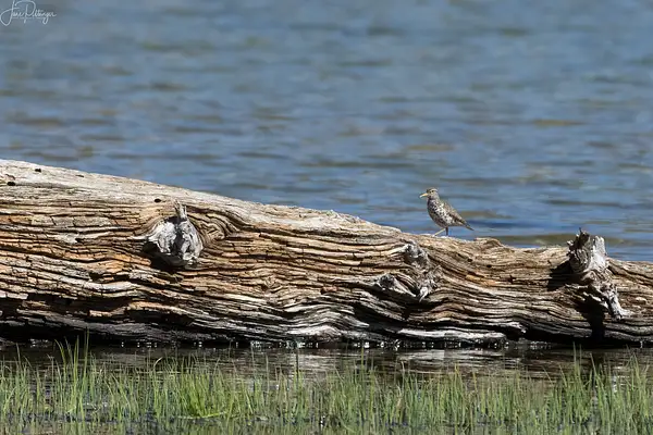 Spotted Sandpiper at Little Three Creeks Lake by...