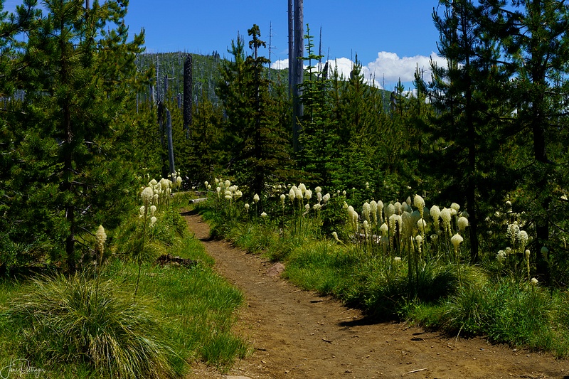 Bear Grass On Pacific Crest Trail