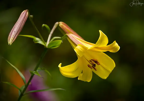 Chinese Lily by jgpittenger
