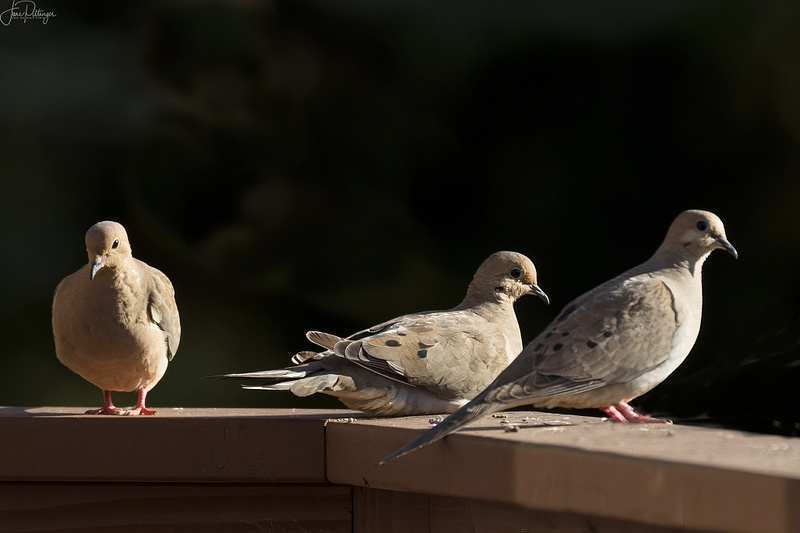 Doves Sitting On the Railing