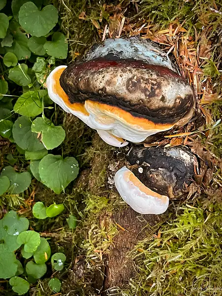 Fungus by jgpittenger
