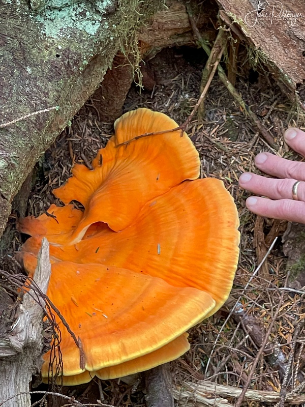 Huge Bright Fungus