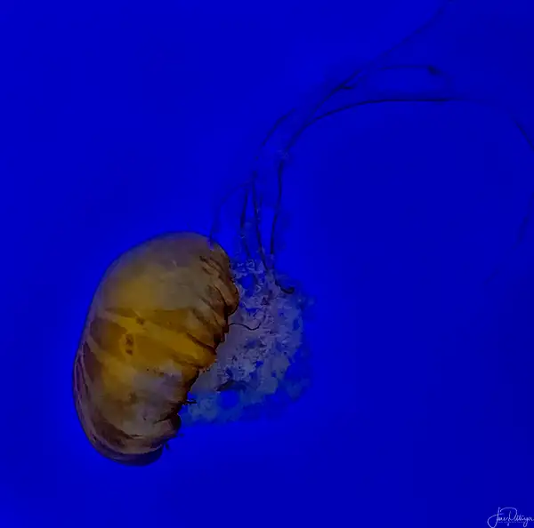 Jellyfish by jgpittenger
