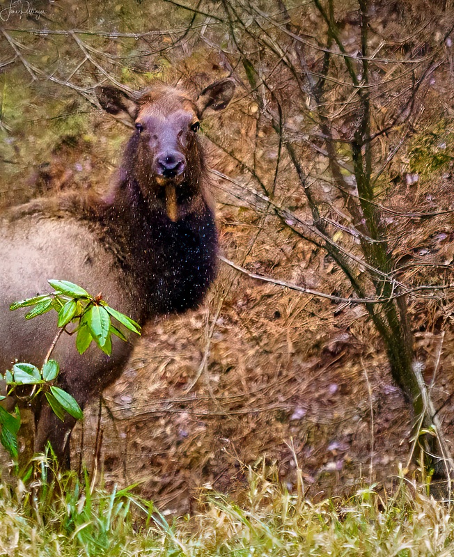 Elk in the Rain