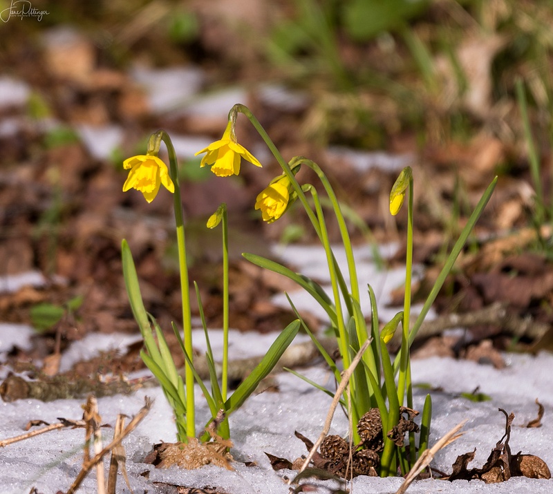 Daffodils in the Snow (1 of 1)