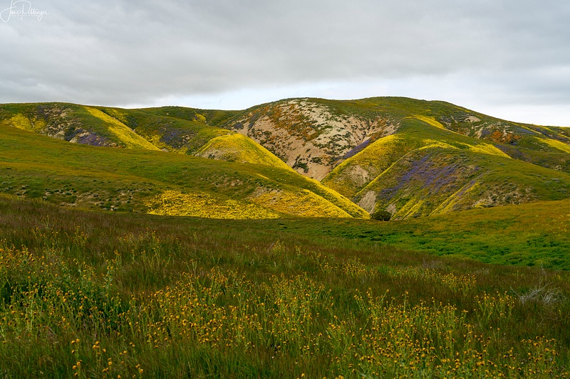 Hills and Blooms