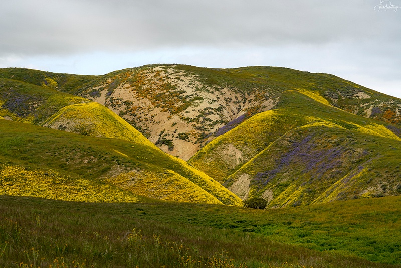 Hills, Valleys and Blooms