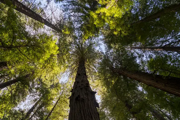 Looking Up in the Redwoods by jgpittenger