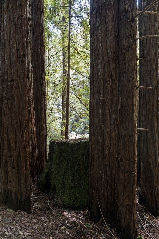 Redwood Frame
