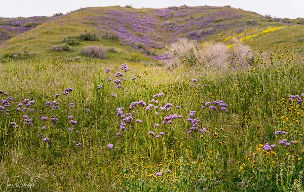 Purple at Carrizo Plains by jgpittenger
