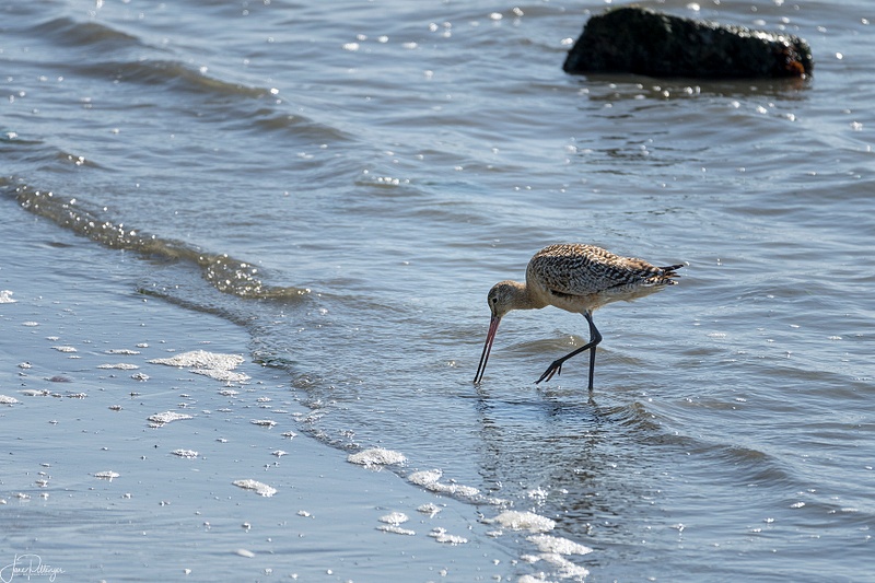 Willet Foot in the Air