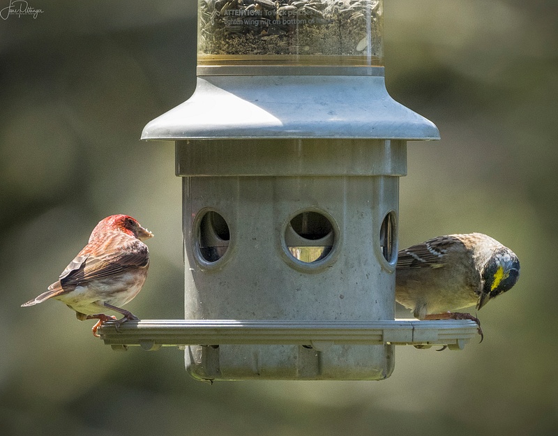 Yellow Crowned Sparrow and House Finch