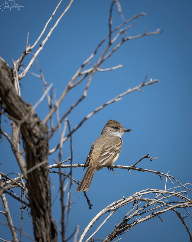 Ash Throated Flycatcher