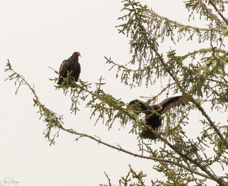 Turkey Vulture Pair