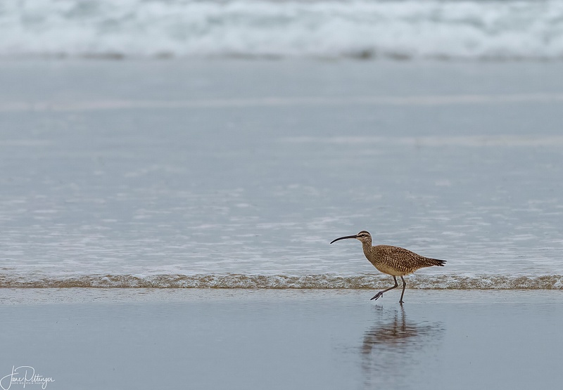 Willet Taking a Stroll on the Beach