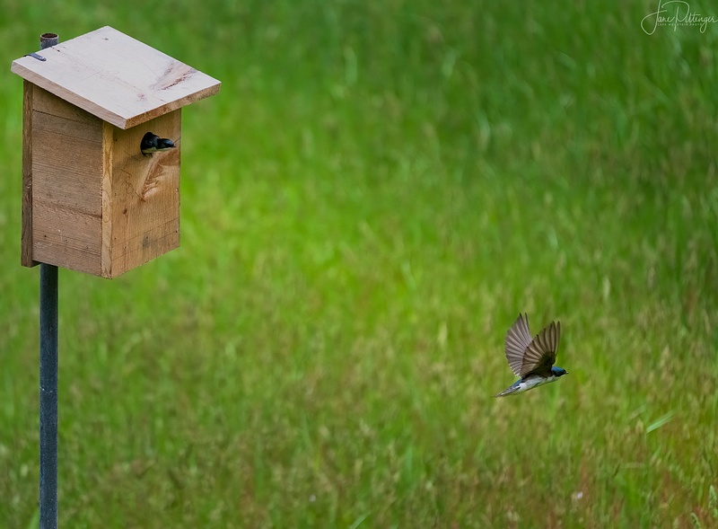 We Have Tree Swallows in Our Box