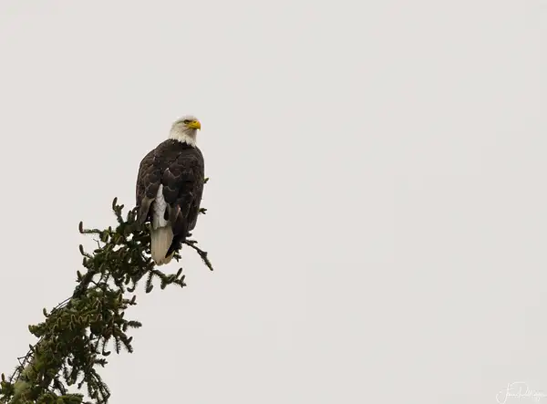 Bald Eagle by jgpittenger
