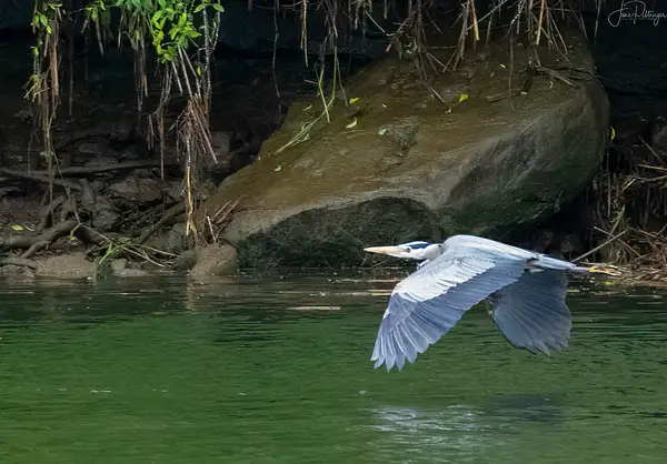 Blue Heron Glide by jgpittenger