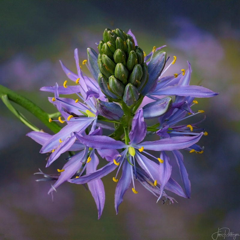 Camas with Background