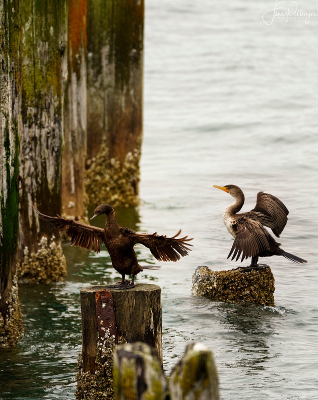 Cormorants Preening Together